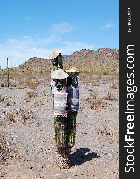 Cactus men in the Sonoran desert. Cactus men in the Sonoran desert.