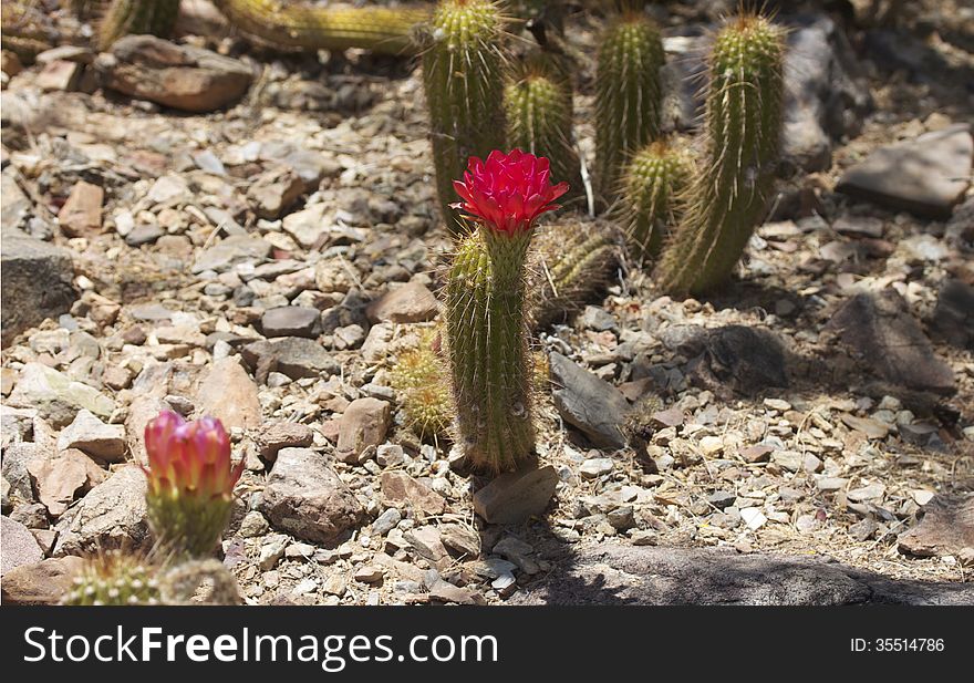 A single cactus in bloom