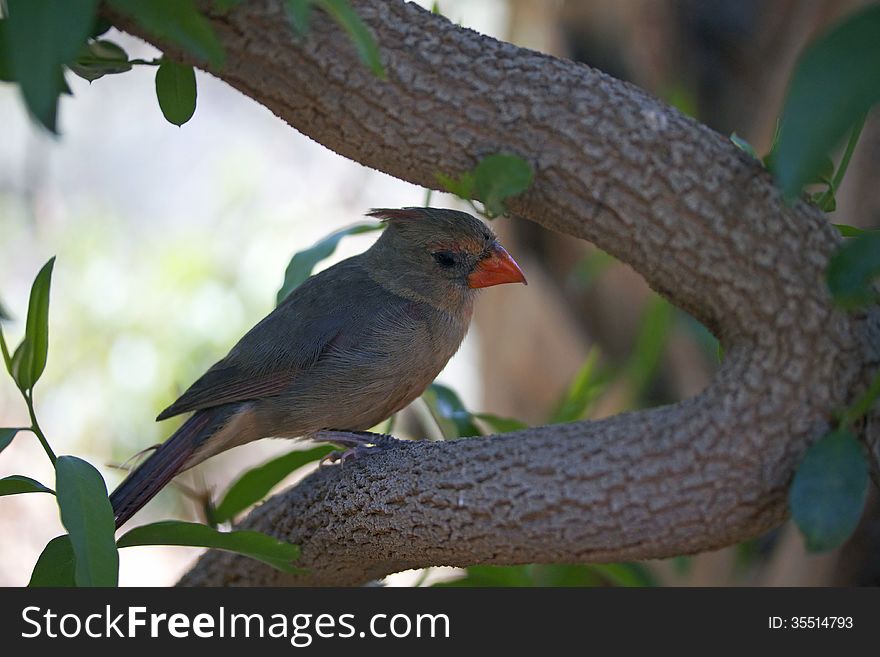 A female Cardinal perched in a tree.