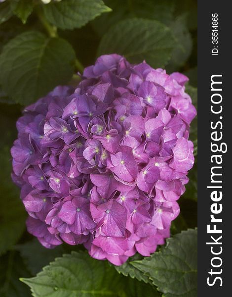 A large cluster bloom of a pink hydrangea.