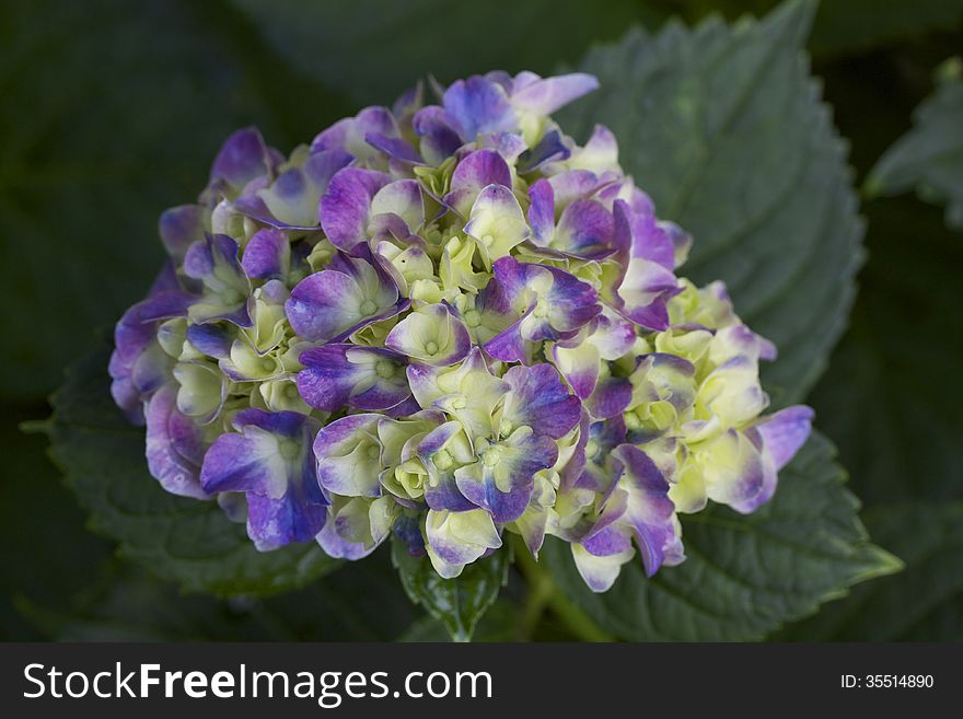 A newly opened Hydrangea bloom turning from the immature white into its full purple color. A newly opened Hydrangea bloom turning from the immature white into its full purple color.