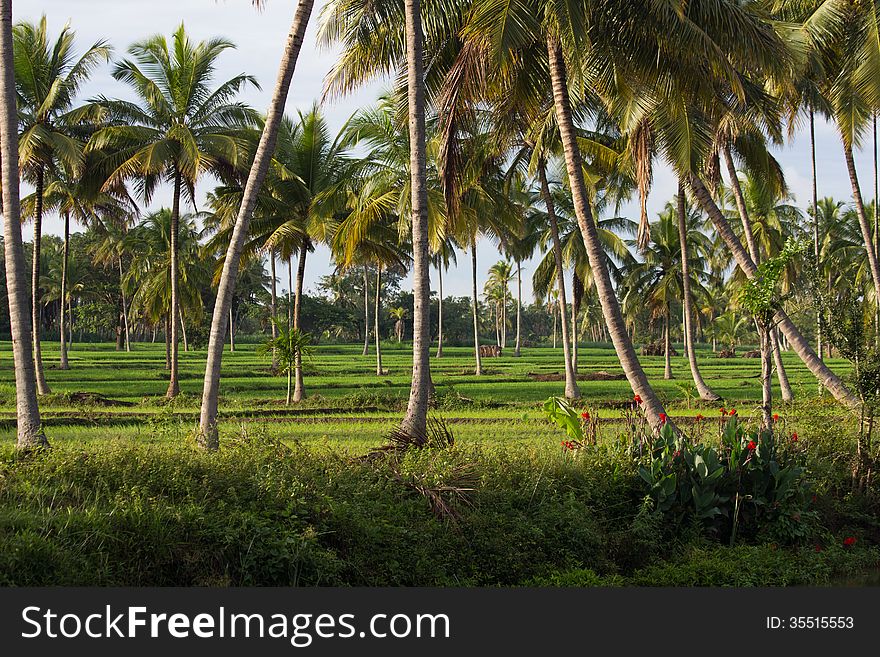 A farm of palm trees