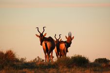 African Antelope Sunset Royalty Free Stock Photos African Antelope Sunset Royalty Free Stock Photos