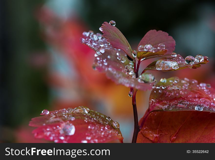 Autumn leaves with raindrops, taken in ElliÃ°aÃ¡rdalur Iceland. Autumn leaves with raindrops, taken in ElliÃ°aÃ¡rdalur Iceland