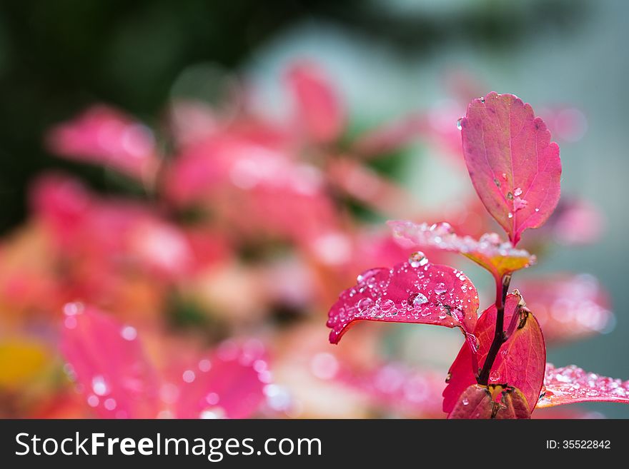 Autumn leaves with raindrops, taken in ElliÃ°aÃ¡rdalur Iceland. Autumn leaves with raindrops, taken in ElliÃ°aÃ¡rdalur Iceland