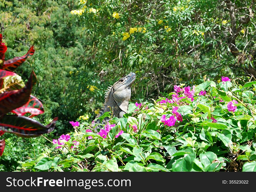 Photo of iguana on a bougainvillea shrub, Costa Rica
