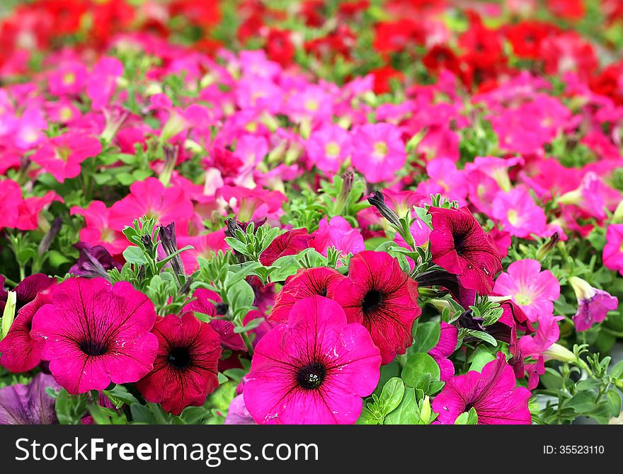 Petunia flower closeup, floral background as wallpapers. Petunia flower closeup, floral background as wallpapers