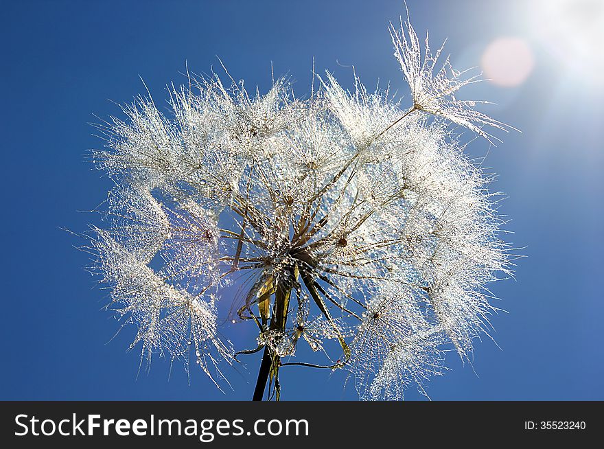 Dandelion with drops of dew on a background a bright blue sky