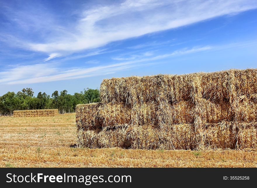 Mown hay harvested in large briquettes on the field