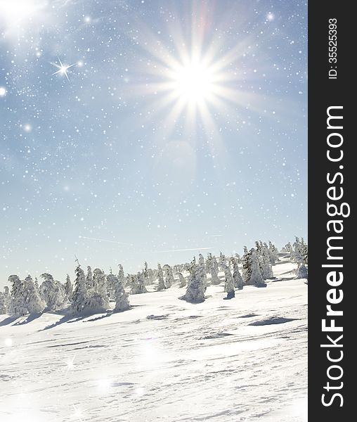 Pine trees cowered with snow in the snowfall. Pine trees cowered with snow in the snowfall