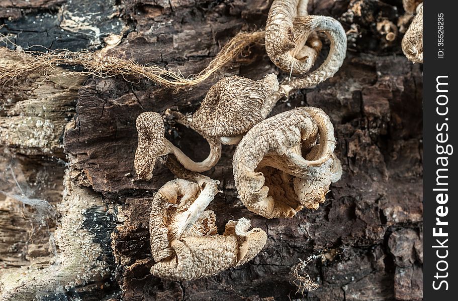 Mushrooms on trunk of old tree in forest. Mushrooms on trunk of old tree in forest.