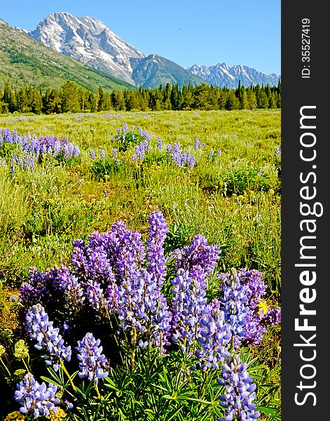 Purple Lupine bloom at the base of a snow covered mountain.