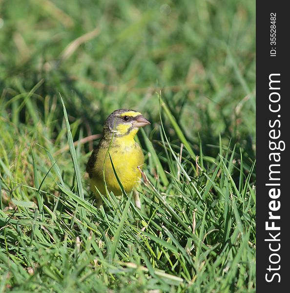 Yellow-fronted Canary on grass, Hawaii