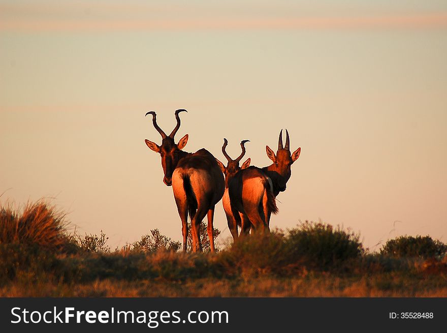 A trio of Red Hartebeest antelope against a pink African skyline at sunset. A trio of Red Hartebeest antelope against a pink African skyline at sunset.