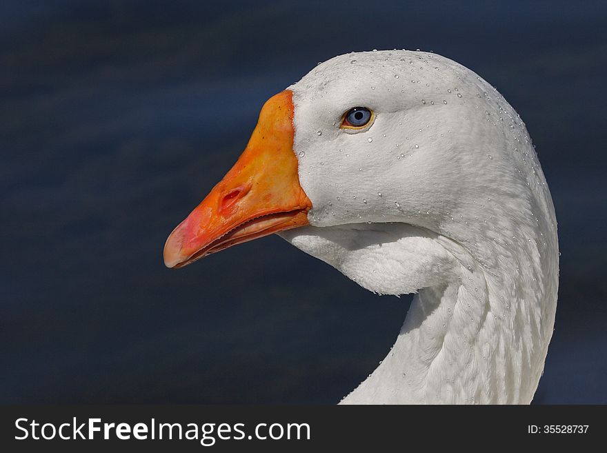 White goose portrait, with the birds eyes a perfect match to the watery background.