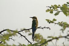 European Bee-Eater Royalty Free Stock Photography European Bee-Eater Royalty Free Stock Photography