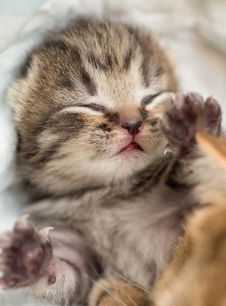 Sleeping British Baby Kitten Royalty Free Stock Photo
