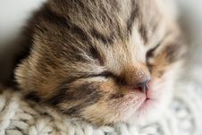 Newborn Sleeping Baby Kitten Stock Photo