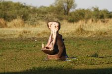 Aggression Hippo Display Stock Photography Aggression Hippo Display Stock Photography