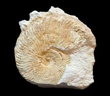Fossil Amonites Royalty Free Stock Images Fossil Amonites Royalty Free Stock Images