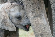 Baby Elephant Very Close Up Stock Image