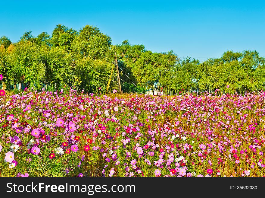 The photo taken in China's heilongjian province daqing city,daqing oil field.The time is September 18, 2013. The photo taken in China's heilongjian province daqing city,daqing oil field.The time is September 18, 2013.