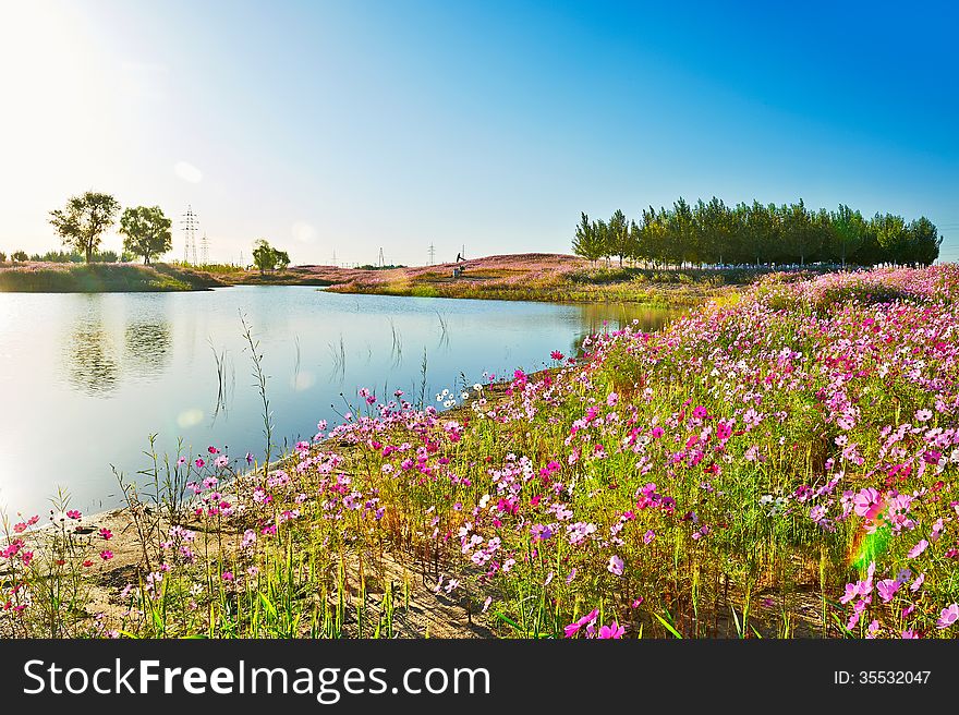 The Lake And Flowers