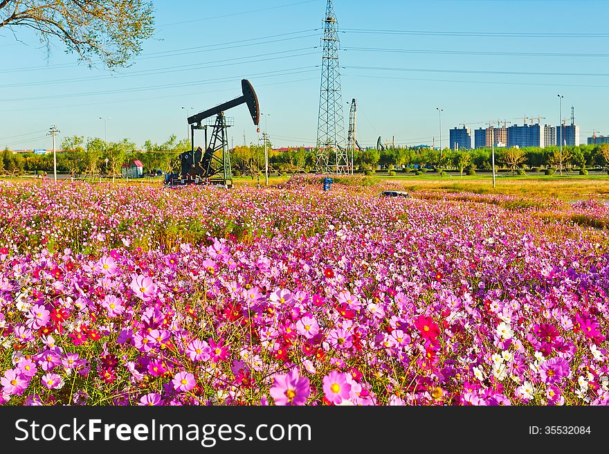 The Pink Flowers And Pumping Unit