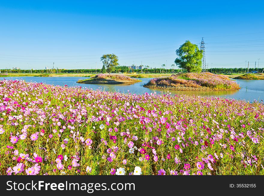 The Perennial Coreopsis And Trees