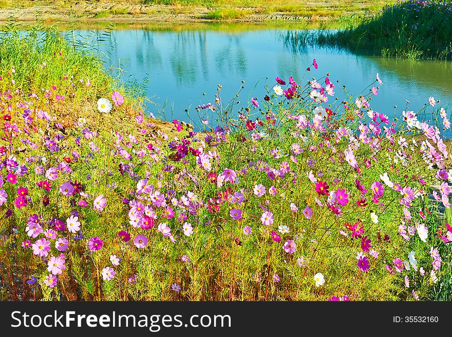 The Cosmos Bipinnatus And Lake