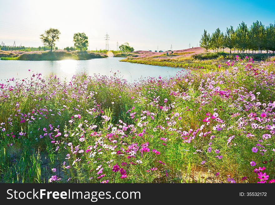 The Cosmos Bipinnatus Lakeside