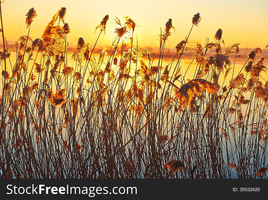 The photo taken in China's heilongjian province daqing city,chenjiadayuan lake.The time is November 4, 2013. The photo taken in China's heilongjian province daqing city,chenjiadayuan lake.The time is November 4, 2013.