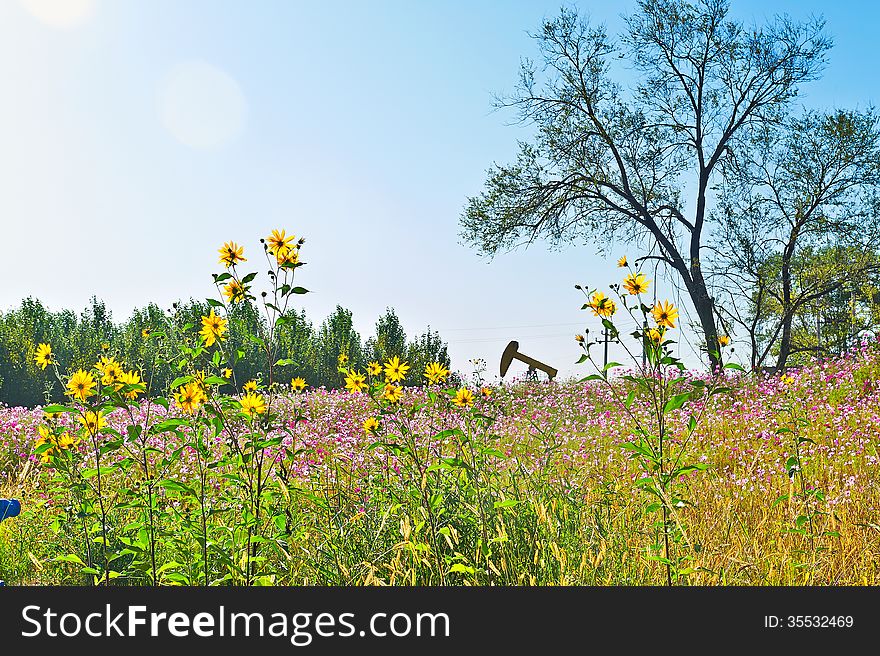 The photo taken in China's heilongjian province daqing city,daqing oil field.The time is September 18, 2013. The photo taken in China's heilongjian province daqing city,daqing oil field.The time is September 18, 2013.