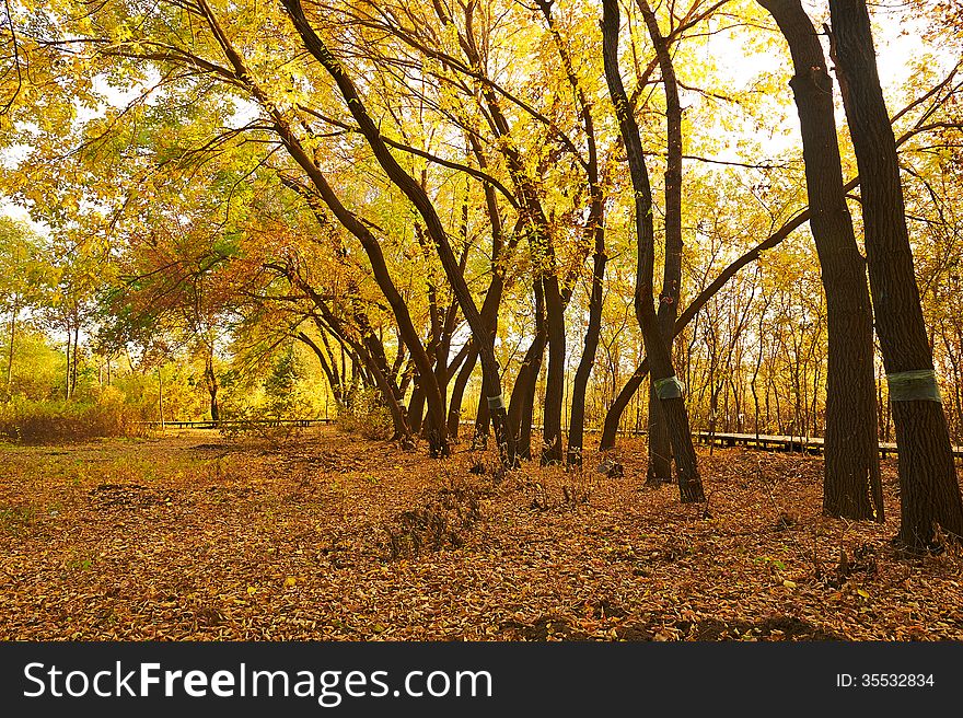 The Golden And Fallen Leaves Sunset