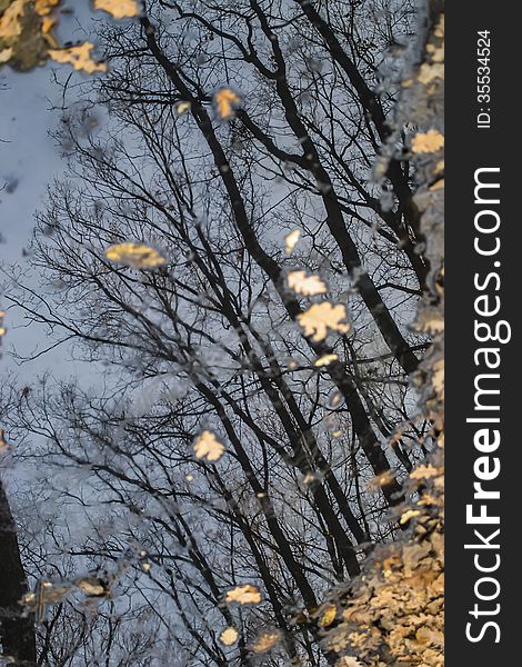 Reflections Of Trees On A Black Water Puddle