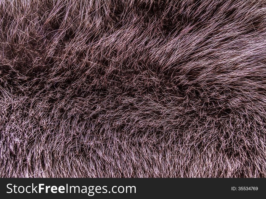 Background, texture, beautiful beaver fur