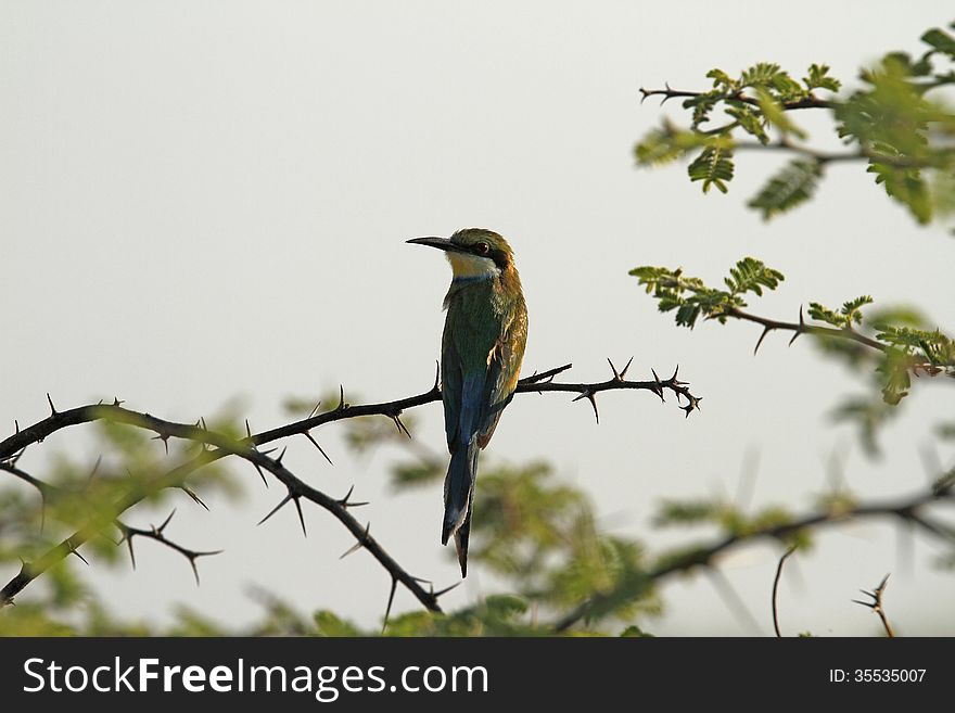 The European Bee-Eater is a near passerine bird in the Bee-eater family Meroidae