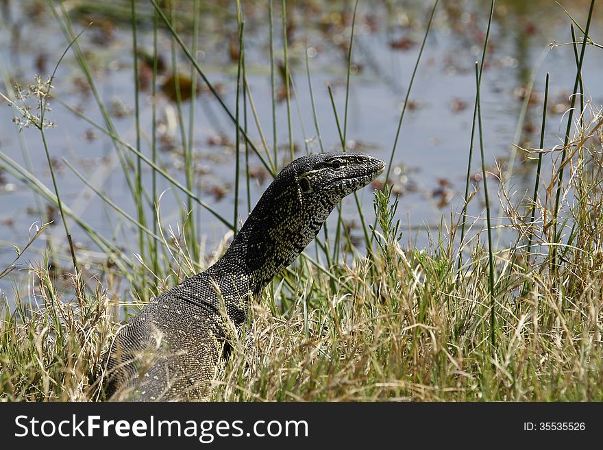 African Monitor Lizard