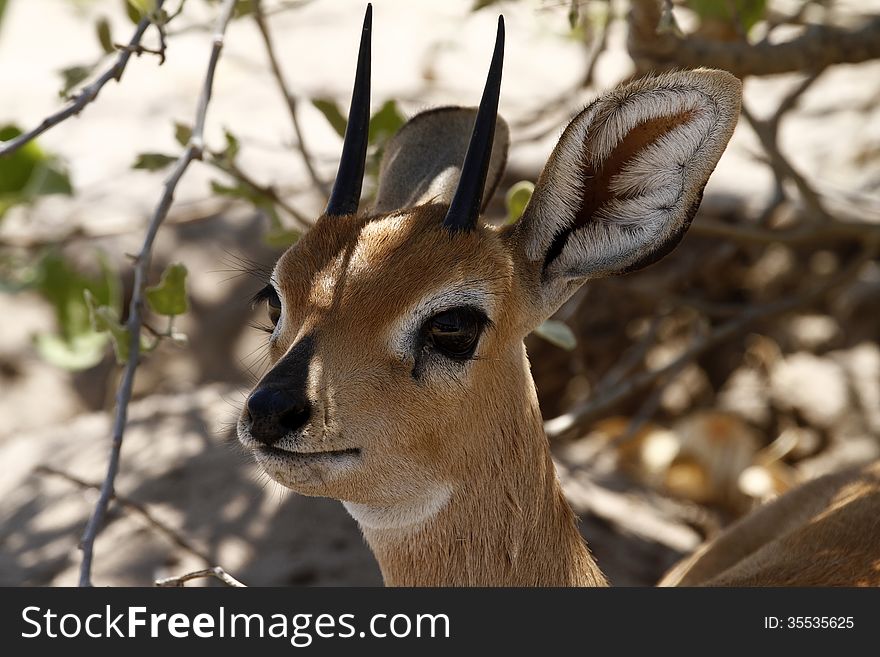 Head study of the tiny African Steenbok antelope. Head study of the tiny African Steenbok antelope