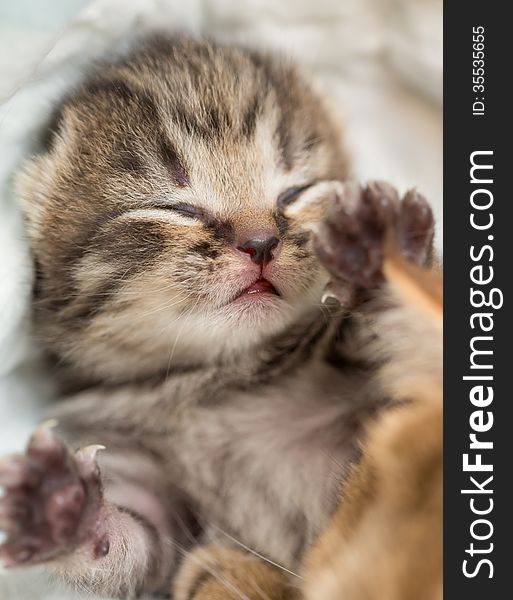 Sleeping british baby kitten lying on back