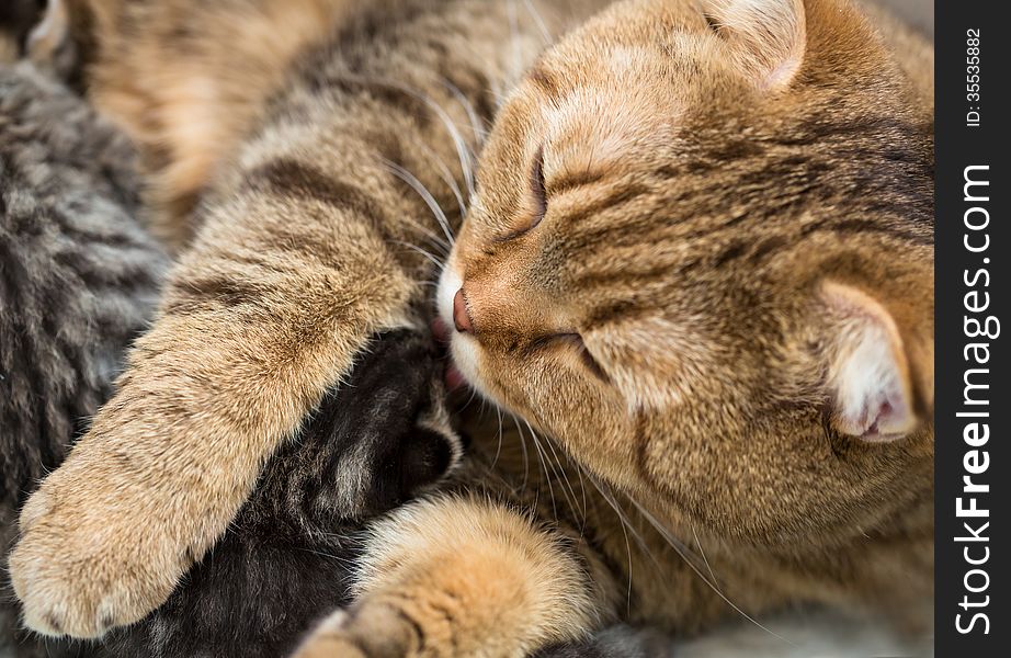 Mother cat licking little kitten