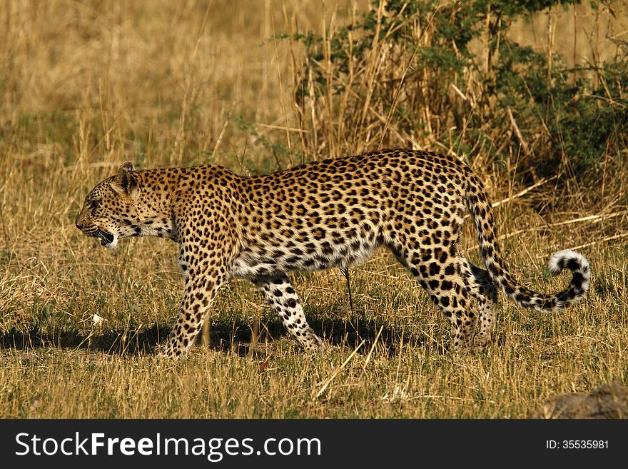 The leopard live in dense bush veld and carry their kills up trees. The leopard live in dense bush veld and carry their kills up trees.