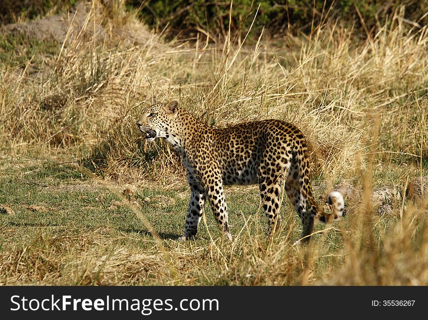 Felidae Panthera Pardus