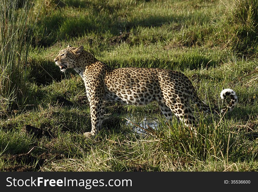 The leopard is an elusive predator, one of Africas Big Five. The leopard is an elusive predator, one of Africas Big Five