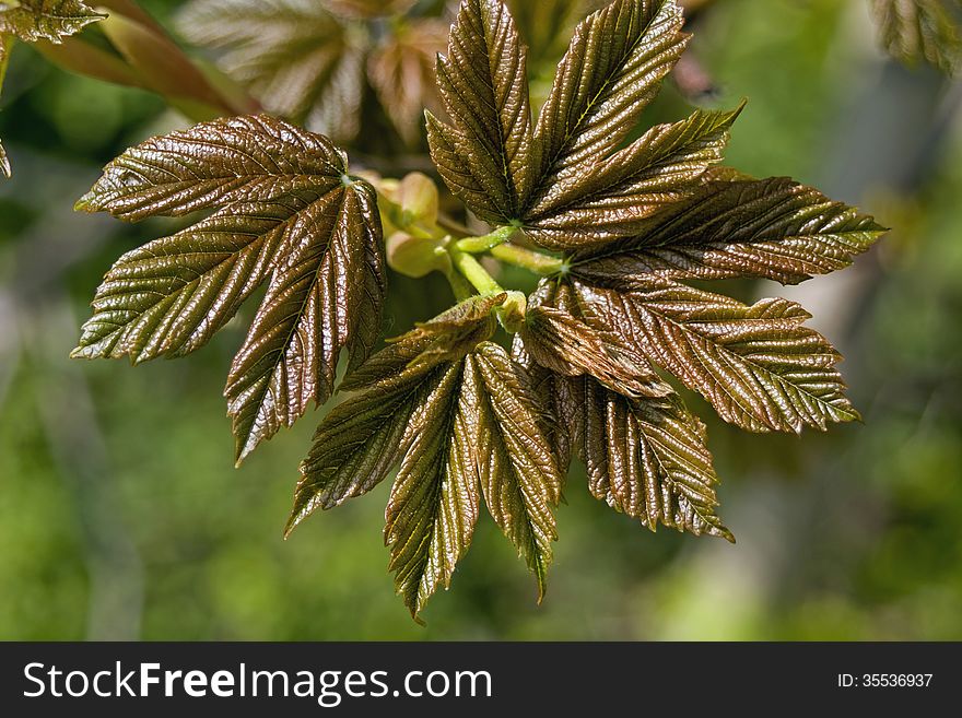 Detail of young maple leaves