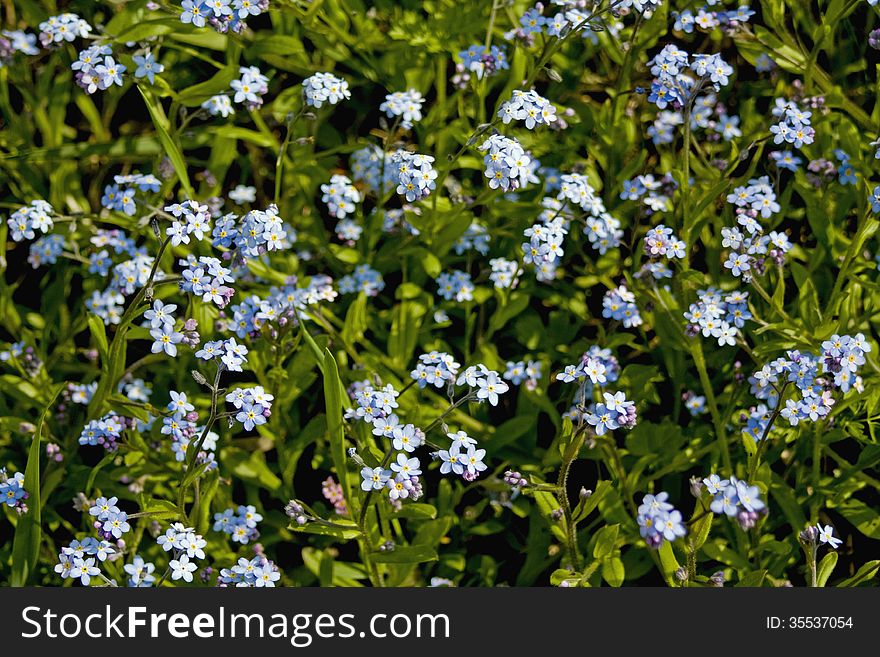 Forget-me - wildflowers in full bloom. Forget-me - wildflowers in full bloom