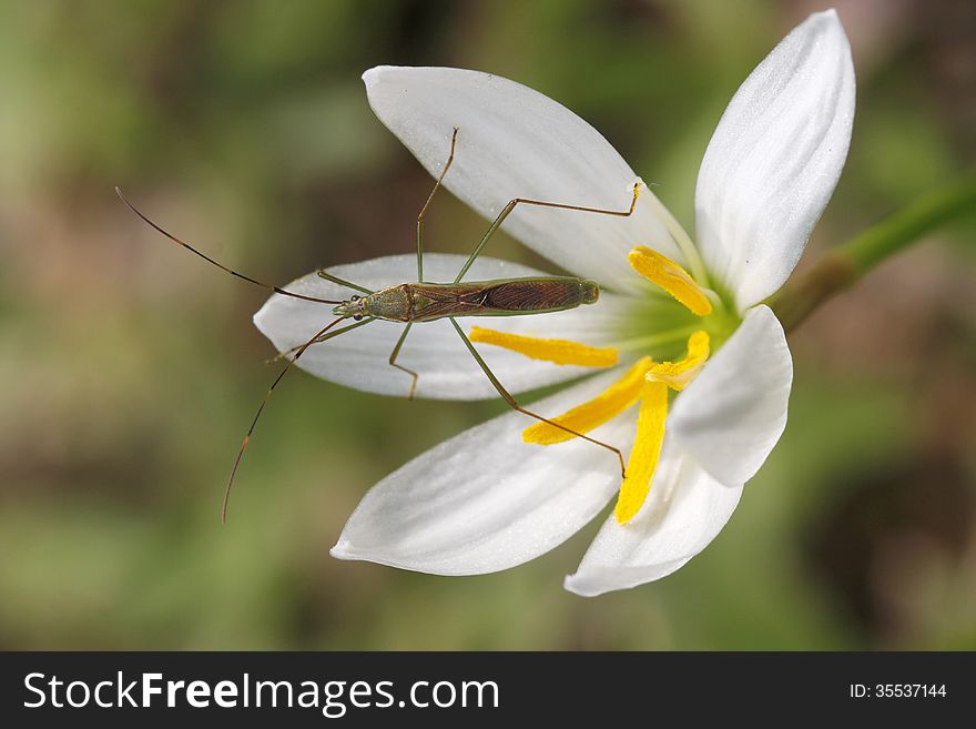 Closeup picture of insect on white flower.
