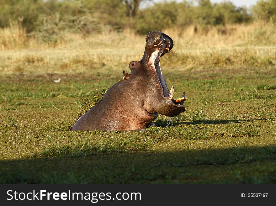 A spectacular view of the huge mouth of a Hippopotamus complete with tusks. A spectacular view of the huge mouth of a Hippopotamus complete with tusks