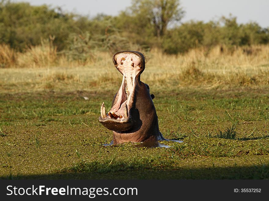 Aggression Hippo Display