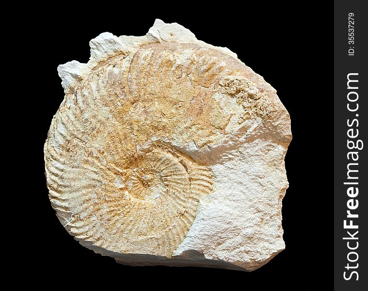 Fossil amonites around eight centimeters